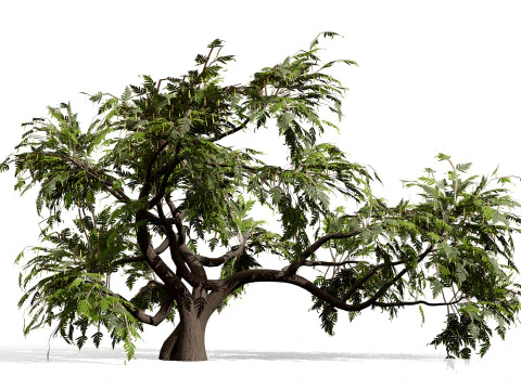 Ghaf Tree Collection 3D Model