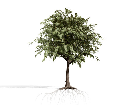 Kolekcja drzew Ghaf Model 3D