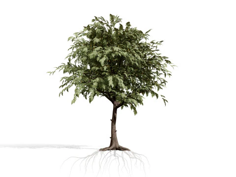 Ghaf Tree Collection 3D Model