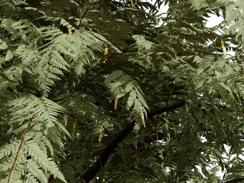 Kolekcja drzew Ghaf Model 3D