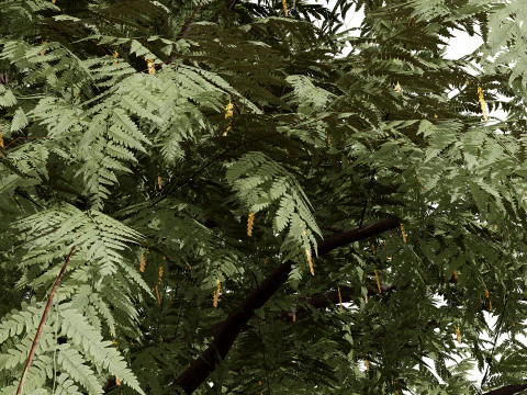 Ghaf Tree Collection 3D Model