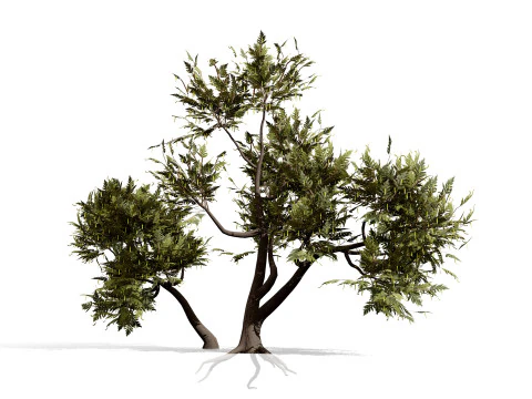 Ghaf Tree Collection 3D Model