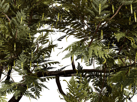 Kolekcja drzew Ghaf Model 3D