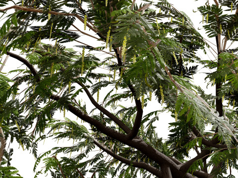 Kolekcja drzew Ghaf Model 3D