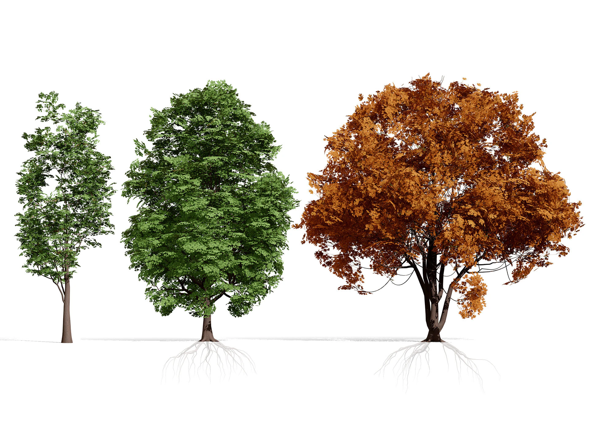 North American Shumard Oak 3D Model .c4d .max .obj .3ds .fbx .stl .blend