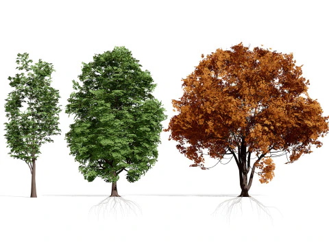 북미 슈마드 오크 3D 모델