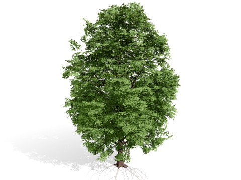 北米産シュマードオーク 3Dモデル