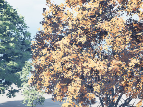 北米産シュマードオーク 3Dモデル