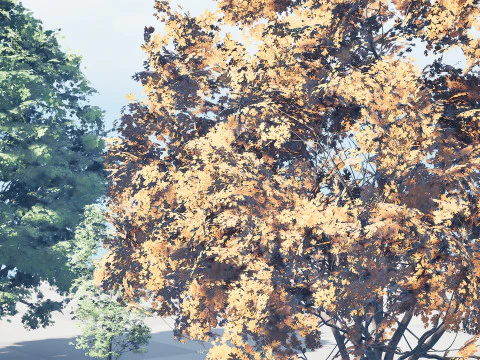 North American Shumard Oak 3D Model