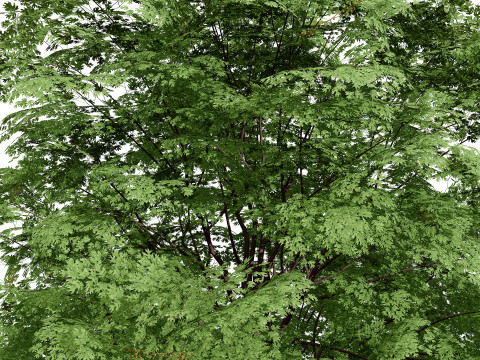 北米産シュマードオーク 3Dモデル