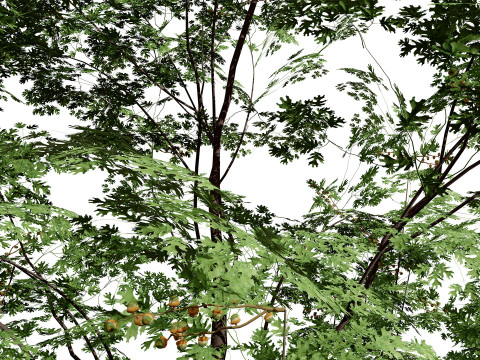 北米産シュマードオーク 3Dモデル