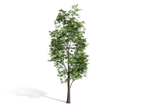 North American Shumard Oak 3D Model