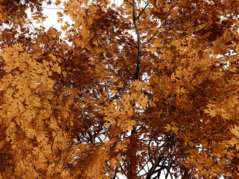 北米産シュマードオーク 3Dモデル