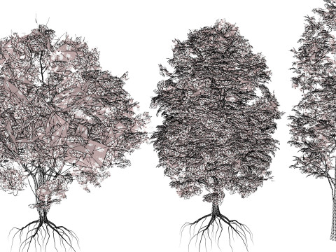 北米産シュマードオーク 3Dモデル