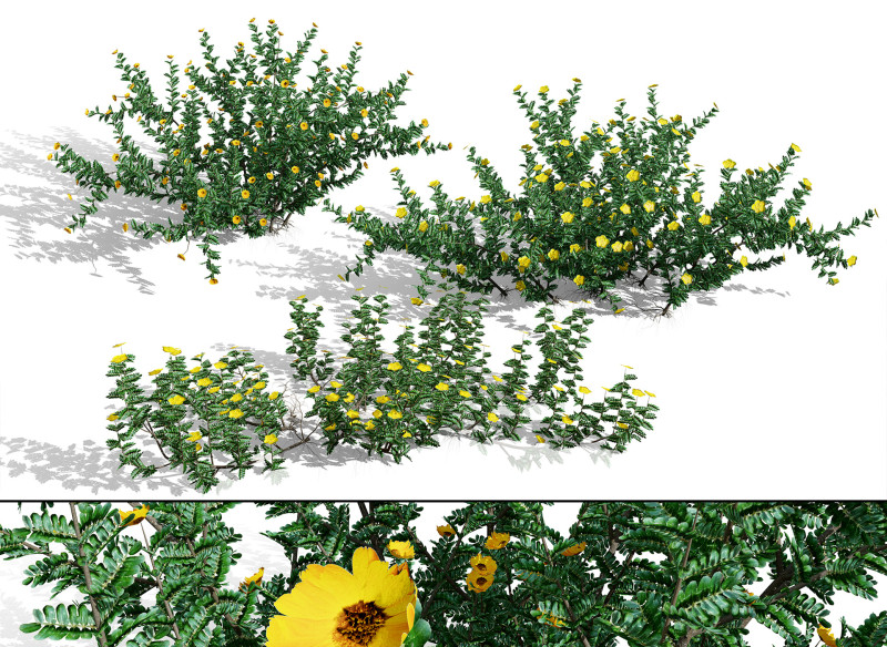 아라비안 트리뷸러스 오마넨스 3D 모델 .c4d .max .obj .3ds .fbx .stl .blend 