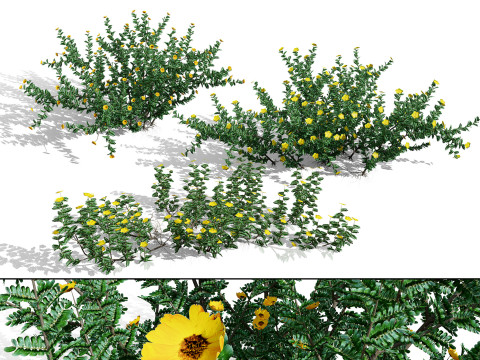 अरेबियन ट्रिबुलस ओमानेंस 3D मॉडल