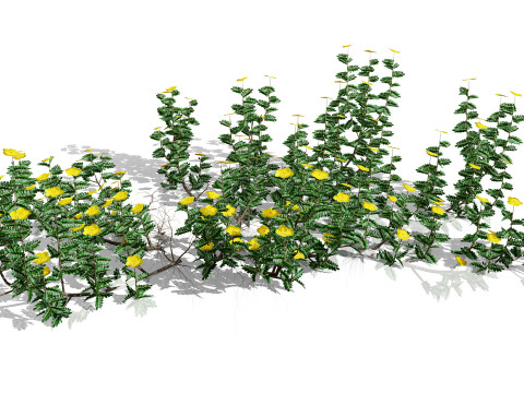 아라비안 트리뷸러스 오마넨스 3D 모델