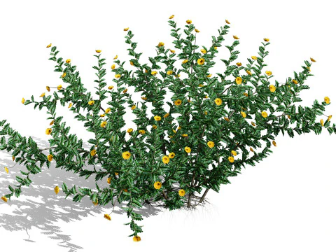 Трибулус Оманенсе арабский 3D Модель