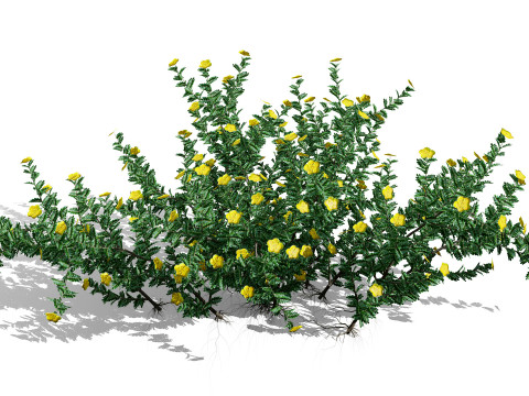 아라비안 트리뷸러스 오마넨스 3D 모델