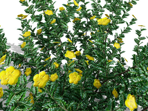 아라비안 트리뷸러스 오마넨스 3D 모델