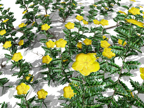 아라비안 트리뷸러스 오마넨스 3D 모델