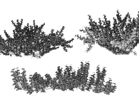 아라비안 트리뷸러스 오마넨스 3D 모델