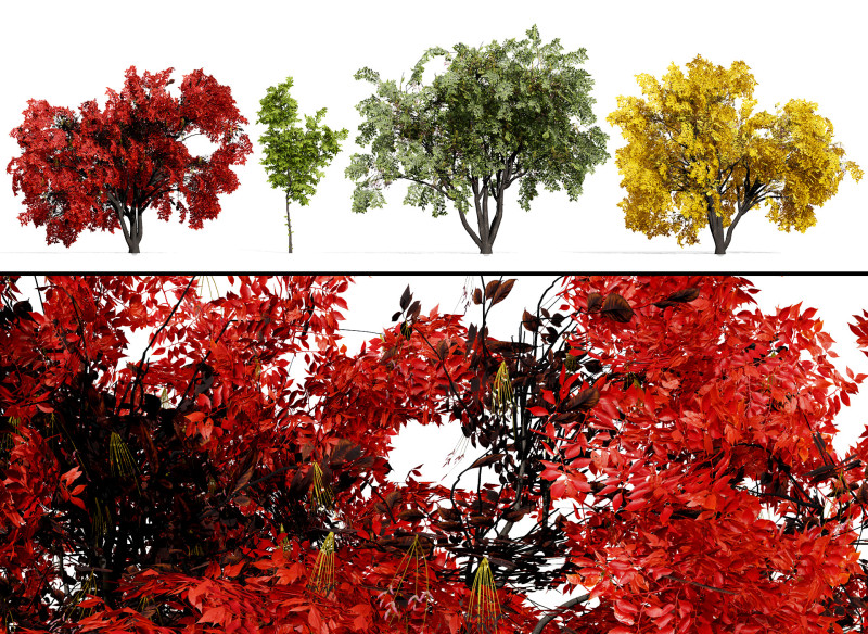 Noord-Amerikaanse Boxelder-esdoorn 3D Model .c4d .max .obj .3ds .fbx .stl .blend 