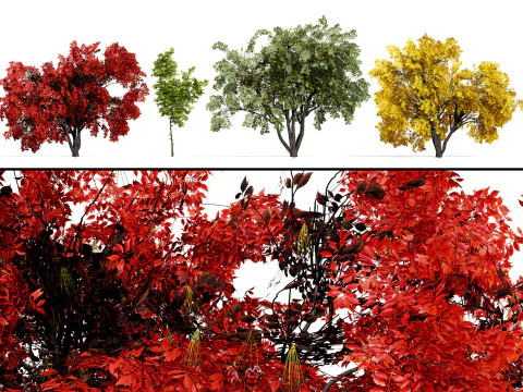 북미 박스셀더 메이플 3D 모델