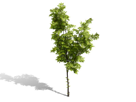 Noord-Amerikaanse Boxelder-esdoorn 3D Model