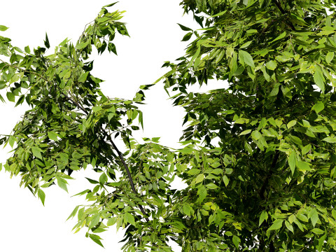 Noord-Amerikaanse Boxelder-esdoorn 3D Model