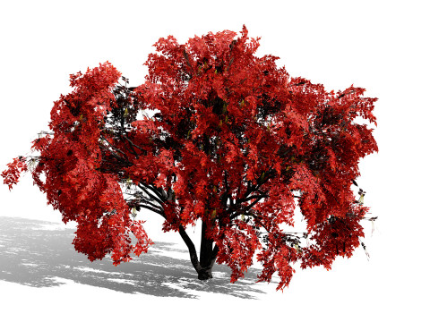 Noord-Amerikaanse Boxelder-esdoorn 3D Model