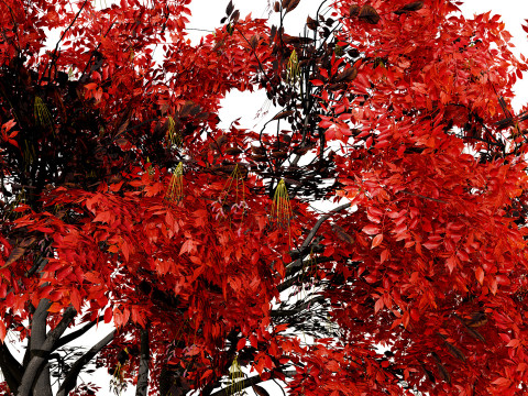 Noord-Amerikaanse Boxelder-esdoorn 3D Model