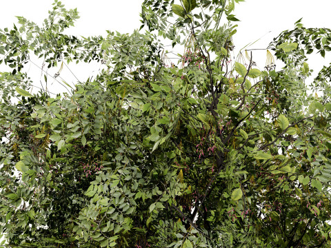 Noord-Amerikaanse Boxelder-esdoorn 3D Model