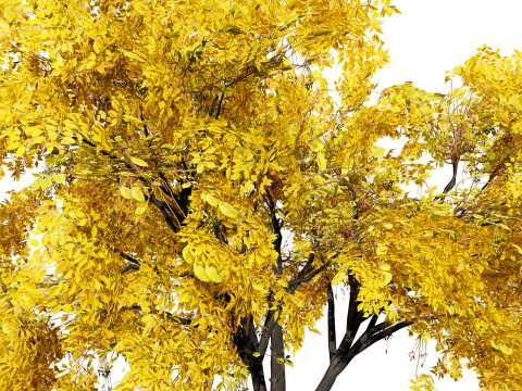 Noord-Amerikaanse Boxelder-esdoorn 3D Model