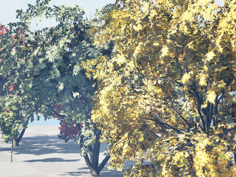 Noord-Amerikaanse Boxelder-esdoorn 3D Model