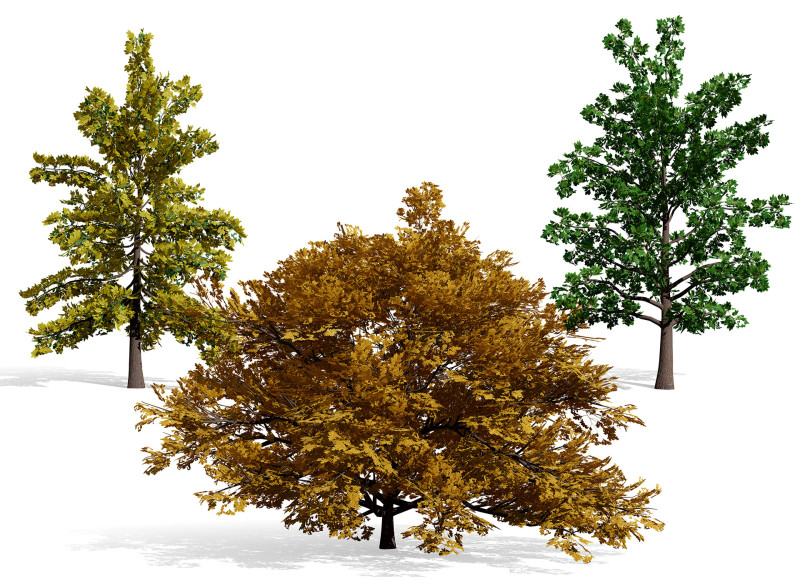 ノースアメリカン スワンプ ホワイト オーク 3Dモデル .c4d .max .obj .3ds .fbx .stl .blend