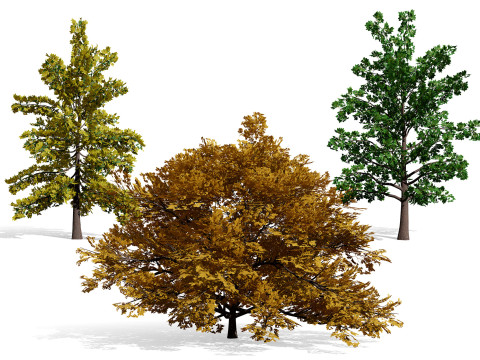 उत्तर अमेरिकी दलदल सफेद ओक 3D मॉडल