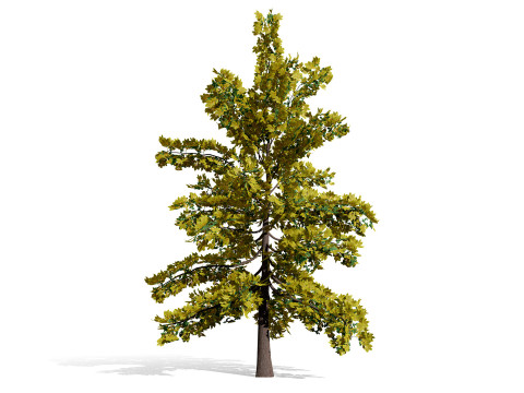 ノースアメリカン スワンプ ホワイト オーク 3Dモデル