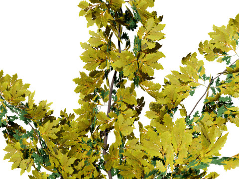 ノースアメリカン スワンプ ホワイト オーク 3Dモデル