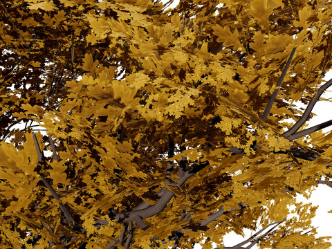 ノースアメリカン スワンプ ホワイト オーク 3Dモデル