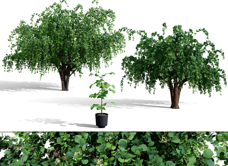 Coleção de ameixeiras árabes assírias Modelo 3D .c4d .max .obj .3ds .fbx .stl .blend