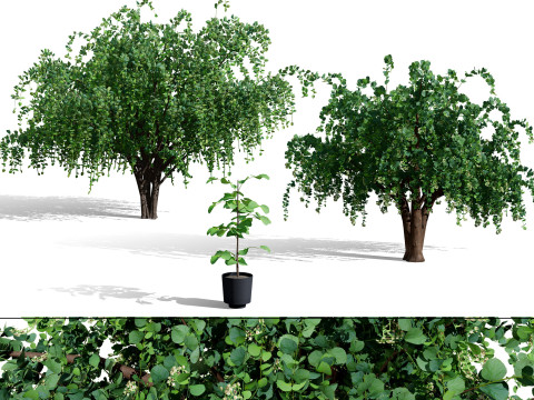 अरेबियन असीरियन बेर वृक्ष संग्रह 3D मॉडल