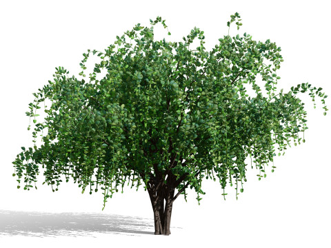 アラビア・アッシリアの梅の木コレクション 3Dモデル