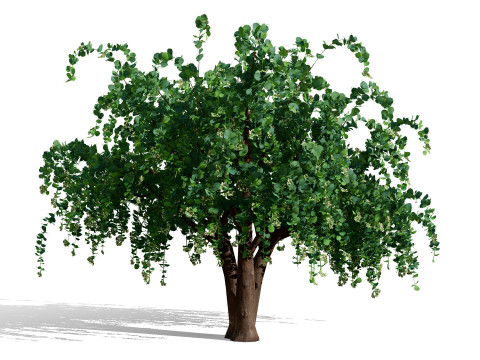 アラビア・アッシリアの梅の木コレクション 3Dモデル