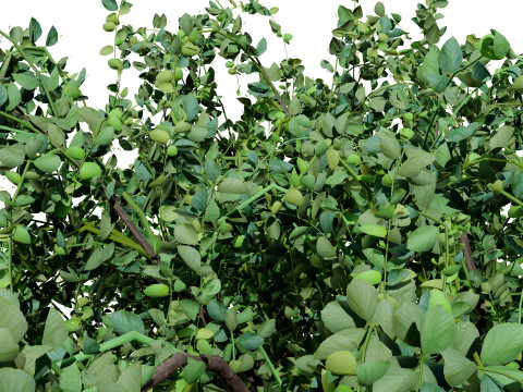 アラビア・アッシリアの梅の木コレクション 3Dモデル