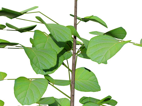 アラビア・アッシリアの梅の木コレクション 3Dモデル