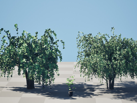 アラビア・アッシリアの梅の木コレクション 3Dモデル