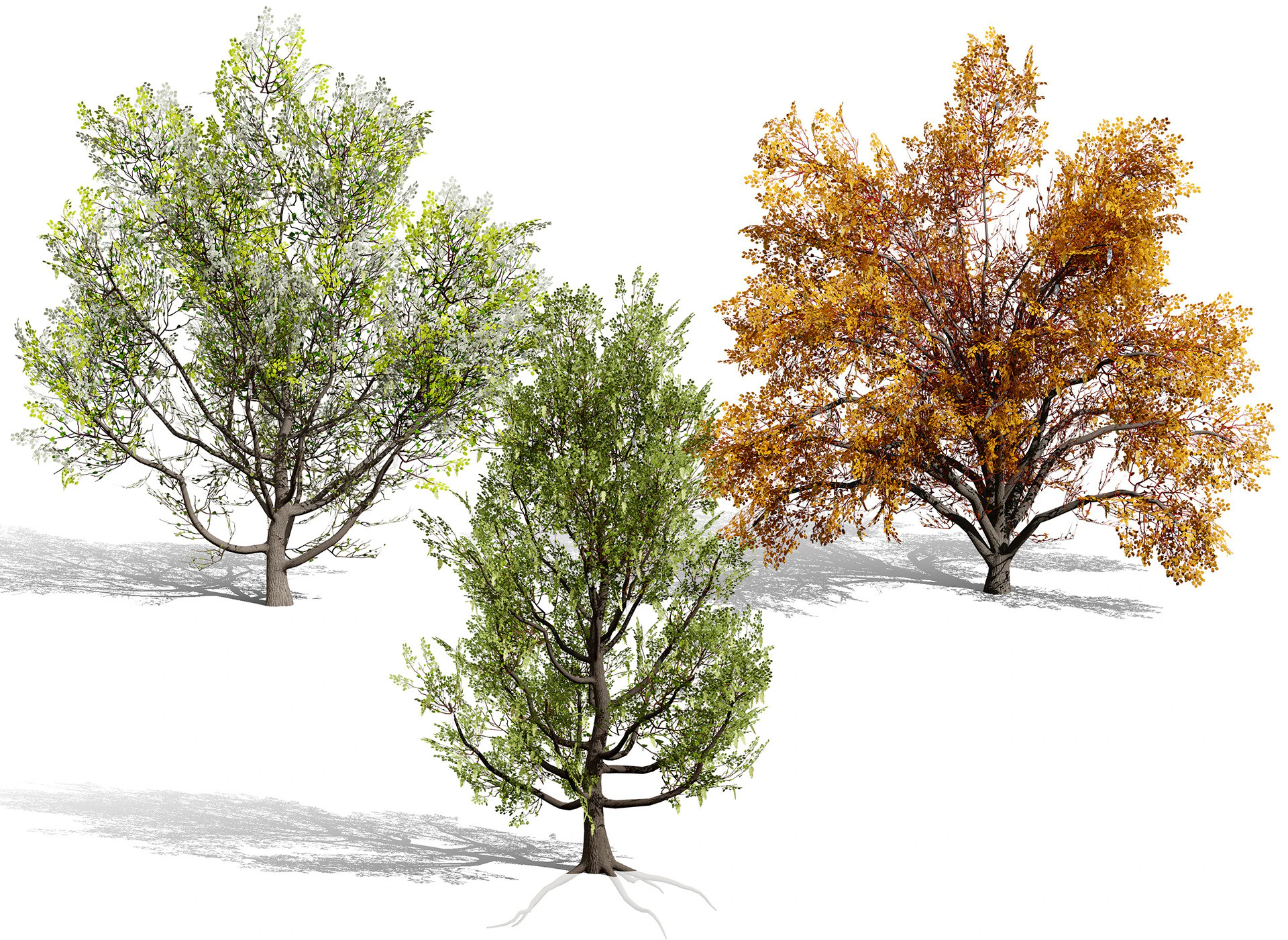 North American Cottonwood Collection 3D Model .c4d .max .obj .3ds .fbx .stl .blend
