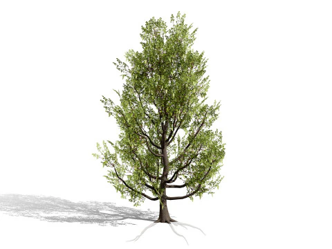 North American Cottonwood Collection 3D Model