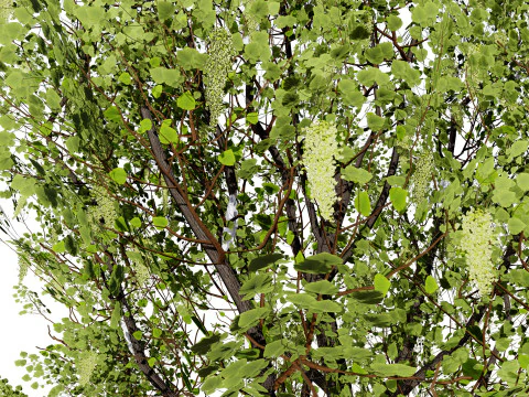 North American Cottonwood Collection 3D Model